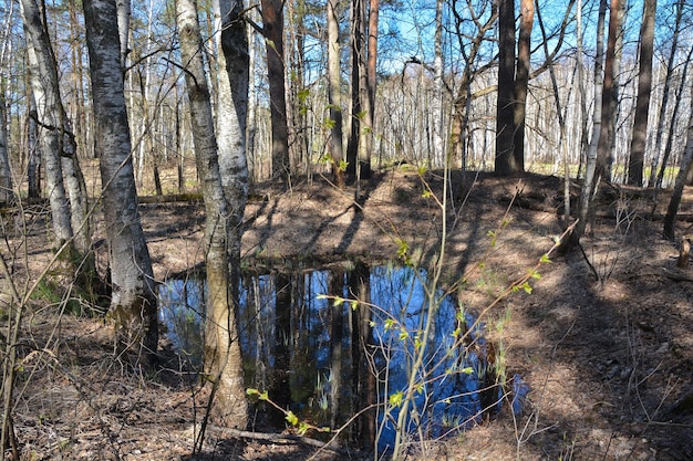 Primavera nella foresta