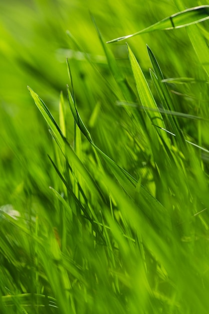 Primavera o estate e campo in erba con soleggiato. Sfondo di erba verde, struttura della natura. Avvicinamento