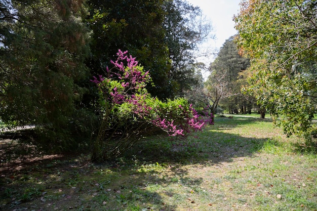 Primavera parco giovani foglie verdi su alberi e cielo blu