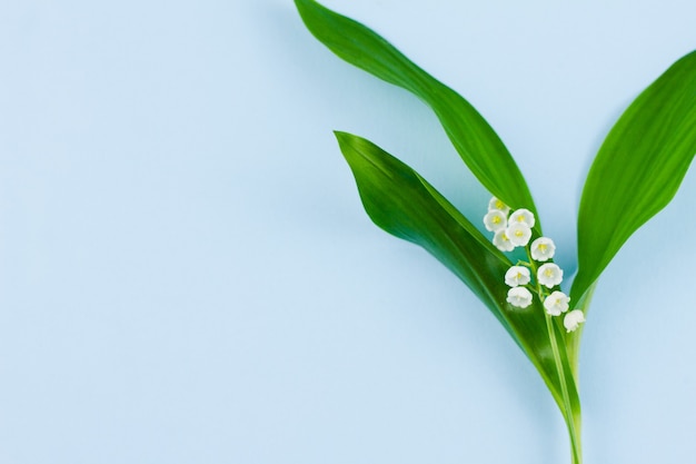 Primavera piccola foresta fragile mughetti bianchi con foglie verdi