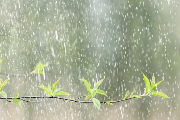 primavera pioggia fiori sfondo fiore campo natura fresca gocce d'acqua verde