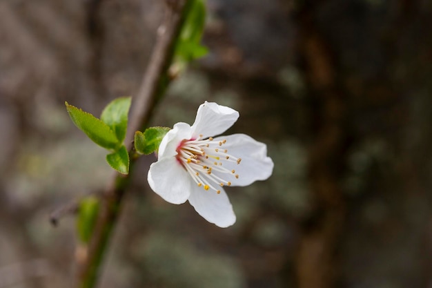 Primavera primo piano bianco fiori di ciliegio primavera fiore sfondo