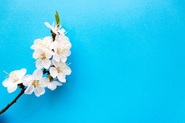 Primavera, ramoscello di fiori di ciliegio