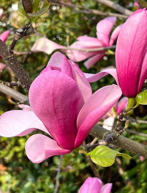 primavera rosa del parco della fioritura della Mongolia