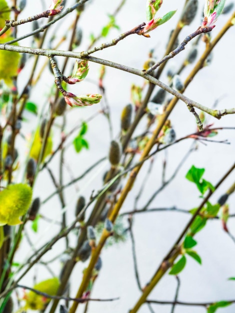 Primavera sentimento natura sfondo con rami di salice Fica salice srpingtime sfondo fuoco selettivo