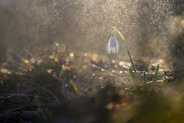 Primavera sfondo colorato con piante di fiori Bella natura in primavera Bucaneve Galanthus nivalis