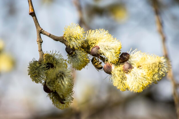 Primavera sfondo dolce con fiori di salice Pasqua