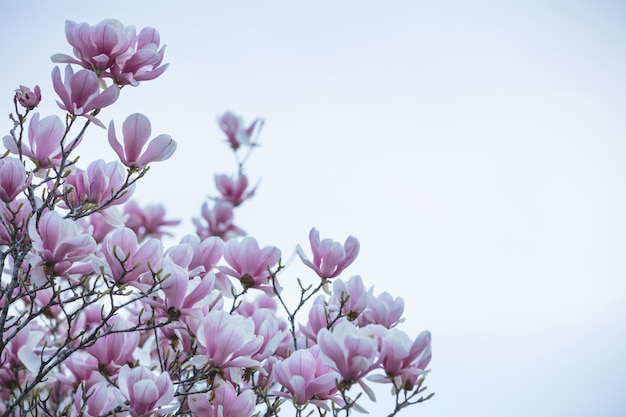 Primavera tempo di pasqua Albero di magnolia in fiore vista closeup