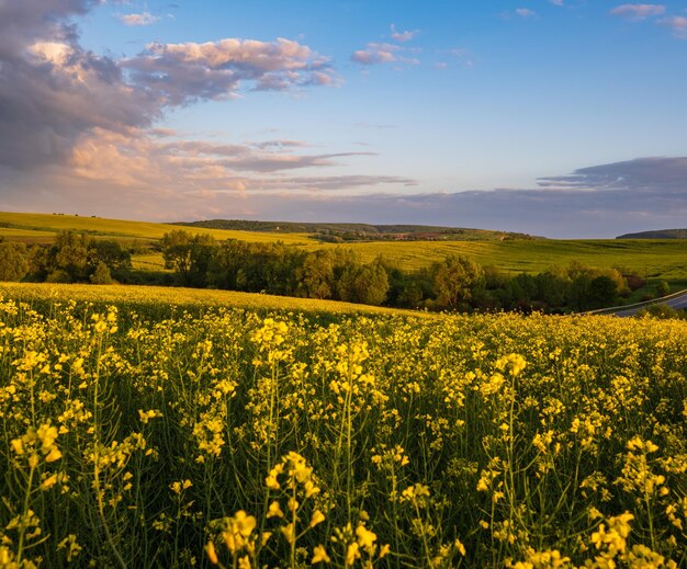 Primavera tramonto campo di colza giallo fiorito vista cielo blu con nuvole alla luce del sole della sera Naturale clima stagionale bel tempo eco agricoltura campagna concetto di bellezza