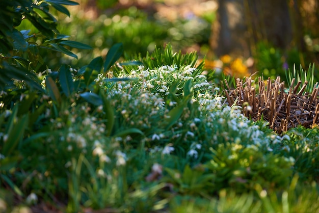 Primavera Un bellissimo giardino in primavera con fiori bianchi che crescono all'aperto nell'erba verde Basso angolo di terreno forestale luminoso e vibrante con fogliame lussureggiante in un pomeriggio estivo nella natura