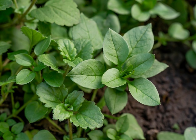 primaverili foglie verdi di piccola erba