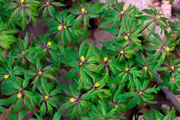 Primaverine gialle dei fiori della primavera nella foresta