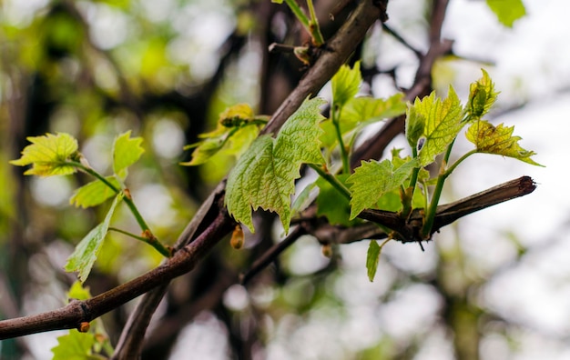 Prime foglie d'uva in primavera sulla vite