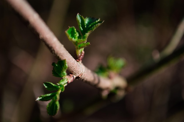 Prime foglie verdi sull'albero in primavera Primo piano di una nuova vita con sfondo sfocato