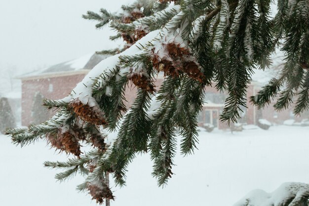 Primi coni del pino della neve arborvitae belle campane luminose