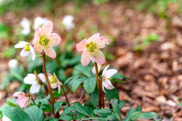 Primi fiori Anemone nemorosa, legno anemone, windflower.