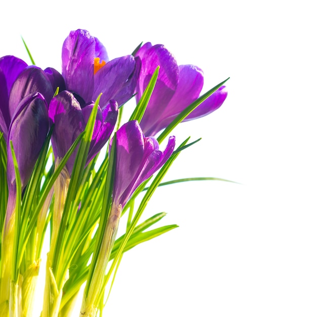 Primi fiori di primavera - bouquet di crochi viola isolati su sfondo bianco con copyspace