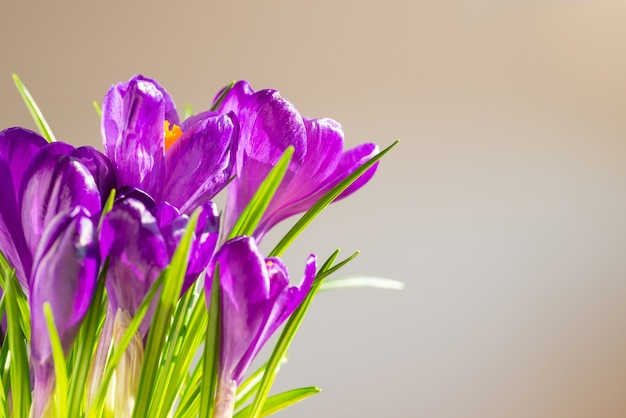 Primi fiori di primavera - bouquet di crochi viola su sfondo soft focus con copyspace