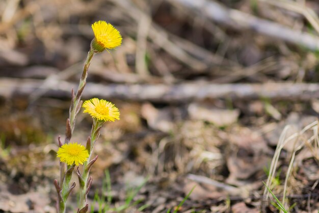 Primi fiori di primavera. Farfara in fiore giallo. Copia spazio per il testo