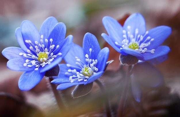 Primi fiori di primavera hepatica