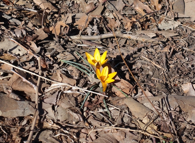 Primi fiori di primavera nel Central Park