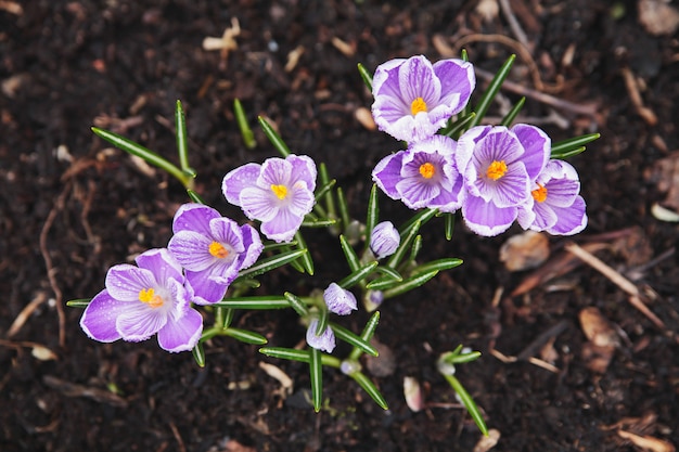 Primi fiori di primavera.