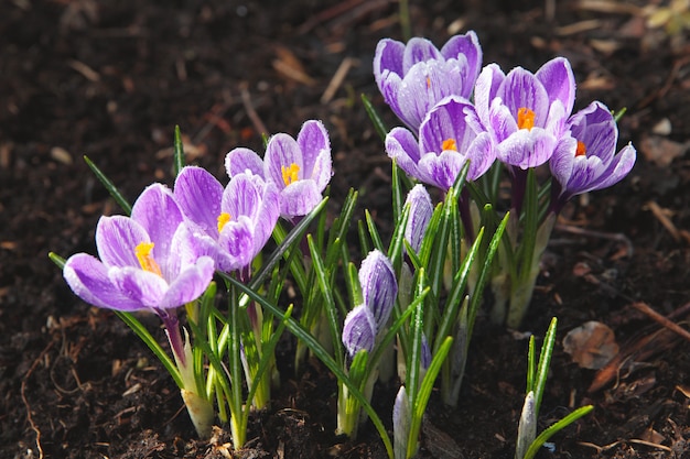 Primi fiori di primavera.