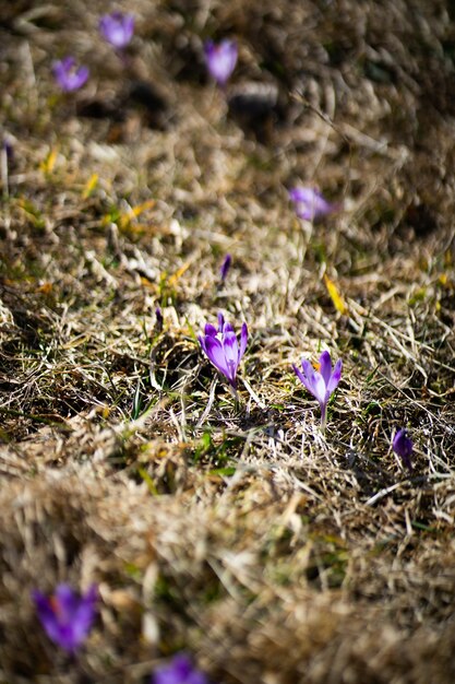 primi fiori di zafferano su uno sfondo di erba marrone Primule di croco in primavera