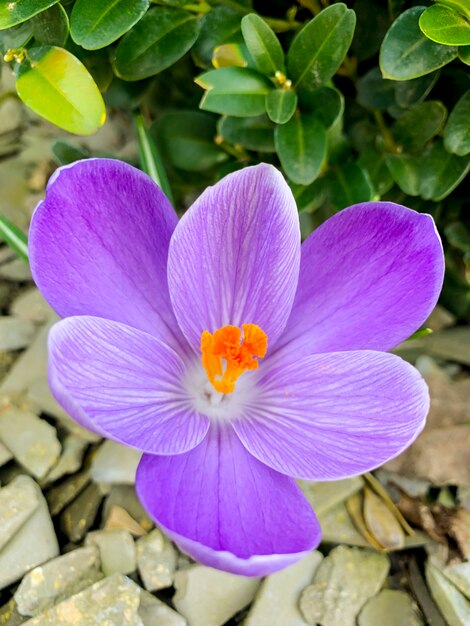 Primi fiori primaverili croco viola crescono nel terreno