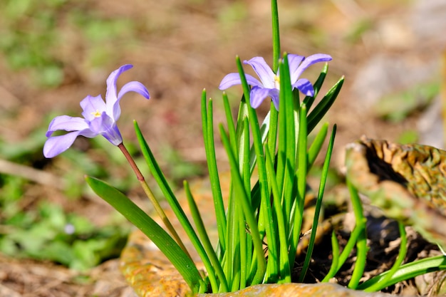 Primi fiori primaverili fioriscono