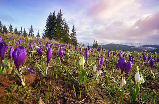 Primi fiori primaverili in montagna