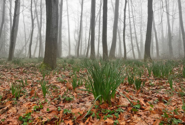 primi germogli di Asphodelus Albus