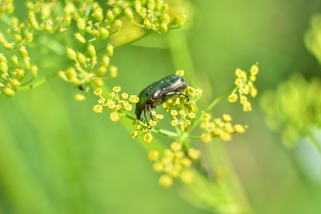 Primi piani di scarabeo verde lo scarabeo si siede su un fiore