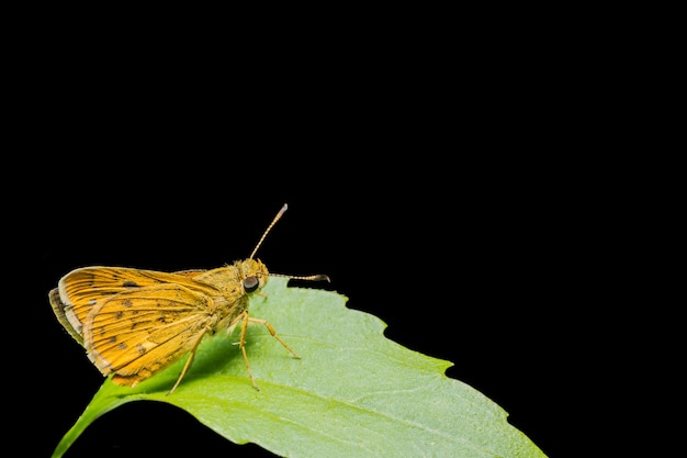 Primi piani Farfalla gialla su un ramo