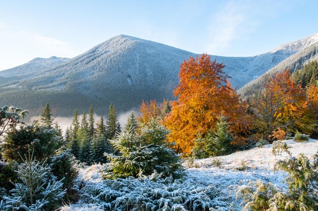 Primo campo di innevamento in montagna Bella mattina d'autunno