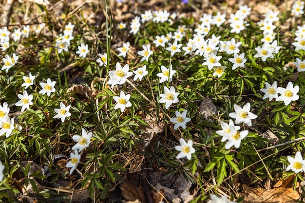 Primo fiore di campo bianco di primavera o Hepatica Nobilis che fiorisce all'inizio della primavera