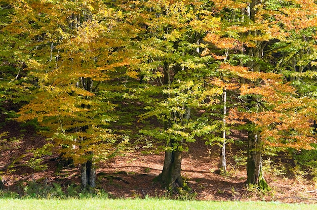 Primo fogliame giallo autunnale nella soleggiata foresta di faggi