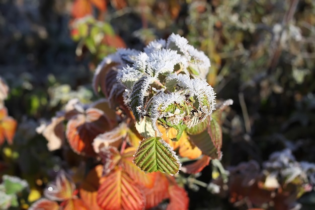 Primo gelo nel parco autunnale. La mattina presto di novembre. Rami e foglie bagnati in brina