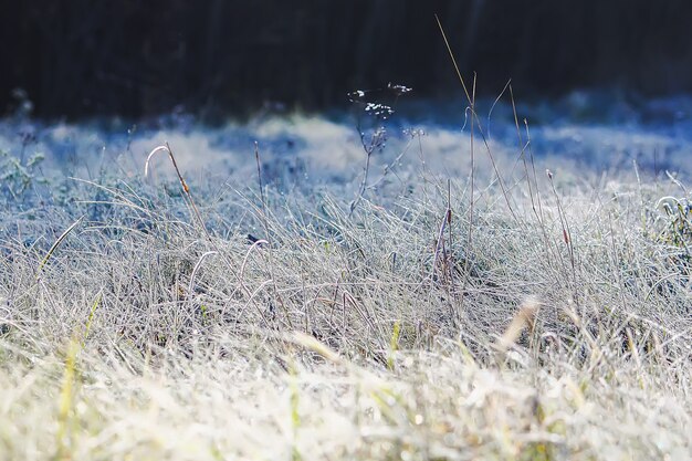 Primo gelo nel parco autunnale. La mattina presto di novembre. Rami e foglie bagnati in brina