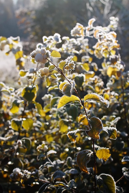 Primo gelo nel parco autunnale Mattina presto a novembre Rami e foglie bagnati nella brina