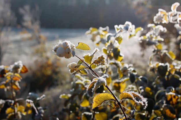 Primo gelo nel parco autunnale Mattina presto a novembre Rami e foglie bagnati nella brina