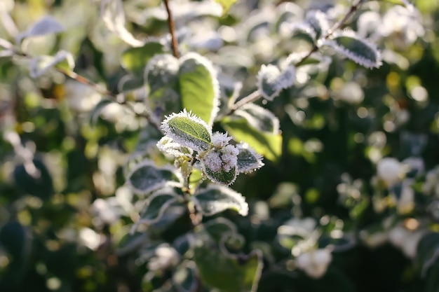 Primo gelo nel parco autunnale Mattina presto a novembre Rami e foglie bagnati nella brina