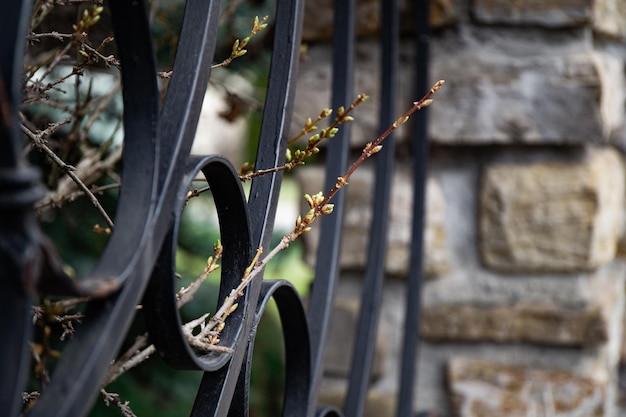 Primo germoglio sul brunch dell'albero All'inizio della primavera