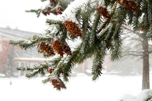 Primo inverno della natura dell&#39;albero delle pigne della neve