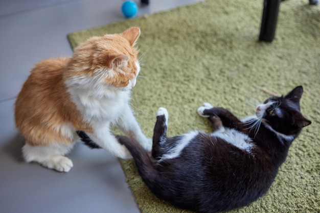 Primo piano adorabile gatto zenzero che indossa un colletto in tessuto quando combatte con un gattino tabby sfocato