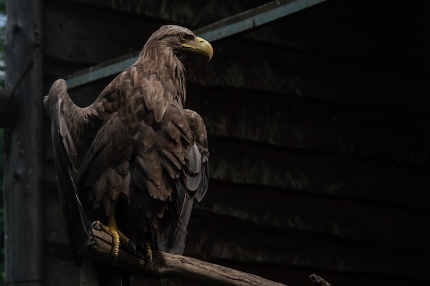 Primo piano adulto dell'aquila dalla coda bianca Aquila ucraina Uccello lanuginoso