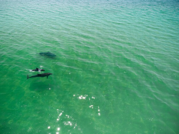 Primo piano aereo di un delfino che nuota nel mare