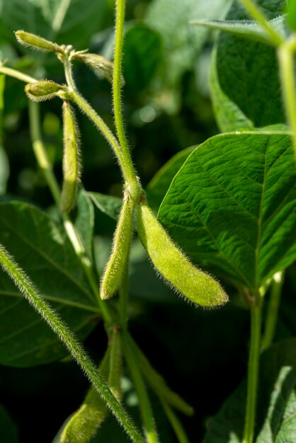 Primo piano agricolo Giovani baccelli di soia non maturi verdi sullo stelo della pianta in un campo di soia