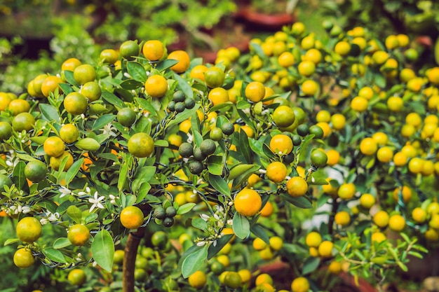 Primo piano Agrumi arancioni vibranti su un albero di kumquat in onore del capodanno vietnamita. Mercato dei fiori del capodanno lunare. Capodanno cinese. Tet