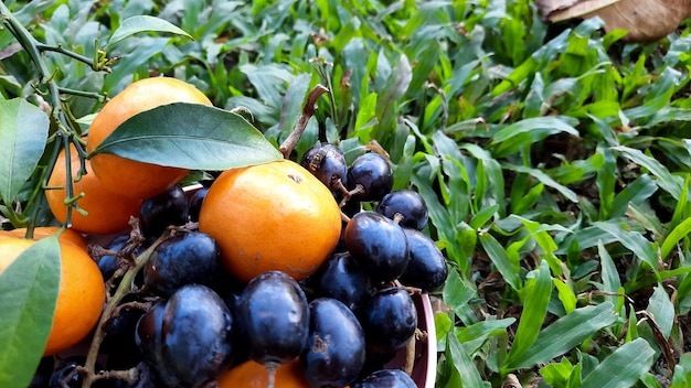 Primo piano, agrumi e uva su sfondo verde erba. frutto sano 01